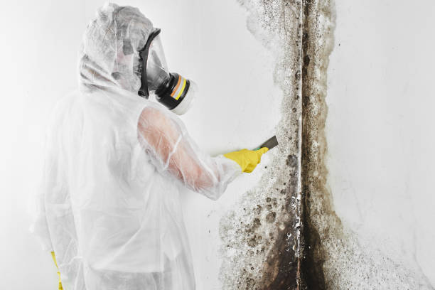 Best Residential Mold Remediation in Springfield, GA