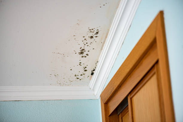 Best Post-Flood Mold Remediation in Springfield, GA