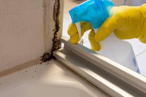 Best Residential Mold Remediation in Springfield, GA