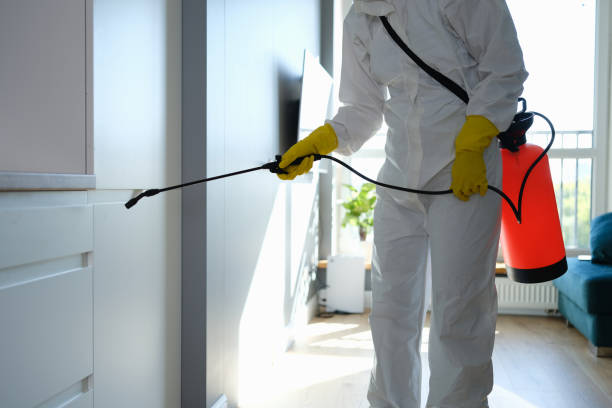 Best Crawl Space Mold Remediation in Springfield, GA