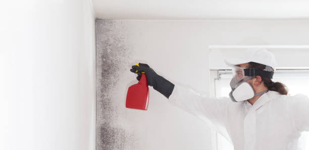 Best White Mold Remediation in Springfield, GA