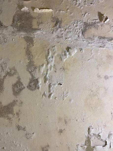 Best Attic Mold Remediation in Springfield, GA