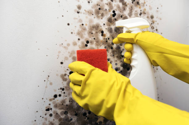 Best Kitchen Mold Remediation in Springfield, GA