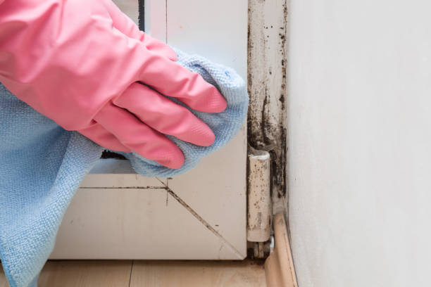 Best HVAC Mold Remediation in Springfield, GA
